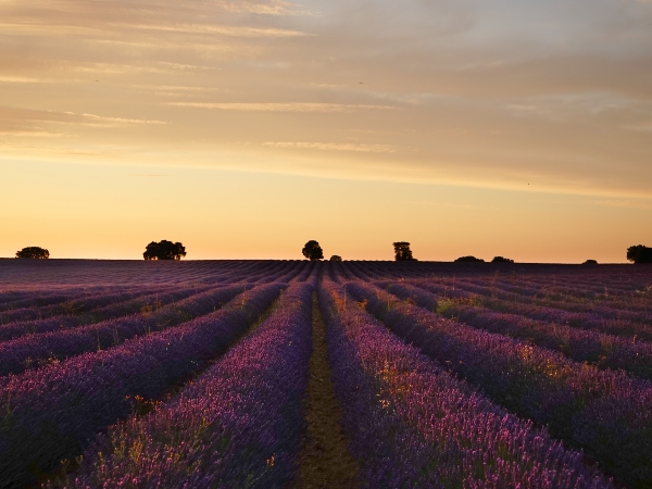 lavender field in Spain