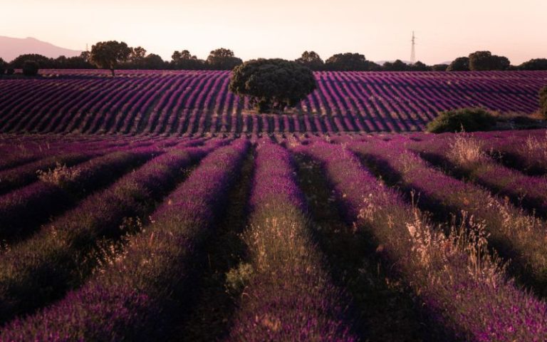 The Most Spectacular Lavender Fields in Spain